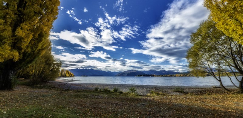 That Wanaka Tree