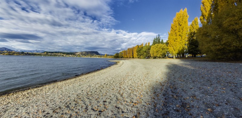 That Wanaka Tree