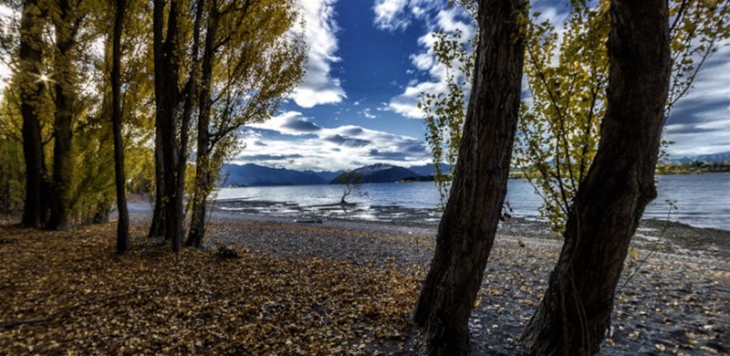 That Wanaka Tree