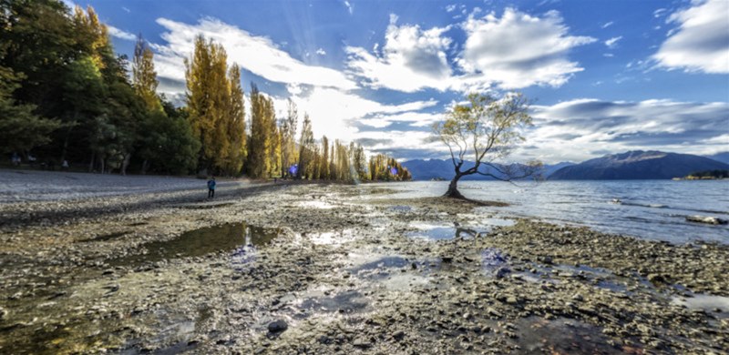 That Wanaka Tree