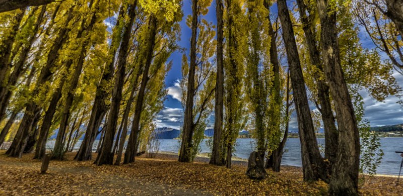 That Wanaka Tree