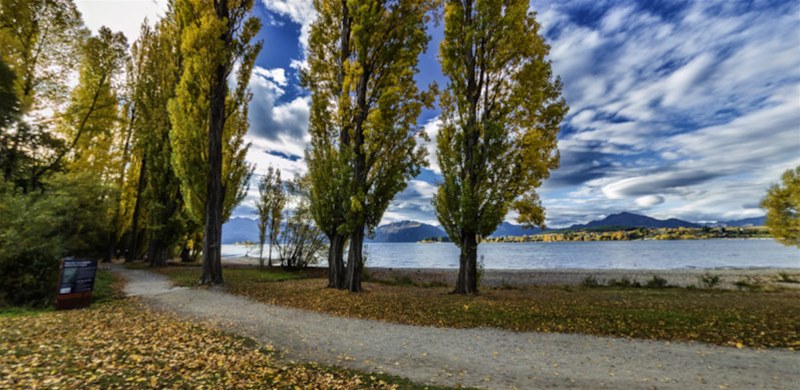 That Wanaka Tree